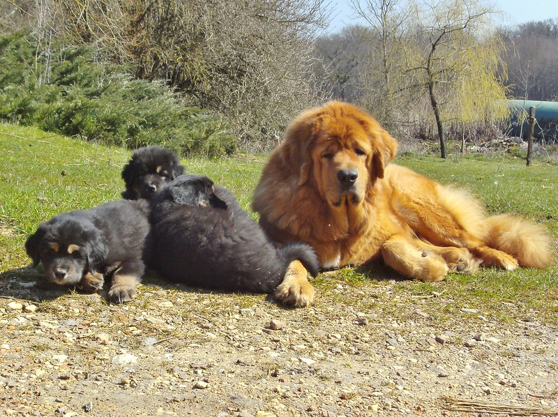 Mastín tibetano y cachorro