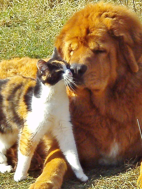 mastin tibetano y gatos mascota